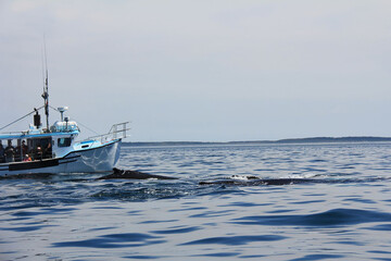 The seiner swam very close to the whales in the Bay of Fundy in Nova Scotia Canada