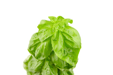Basil herb with green fresh leaves isolated on white