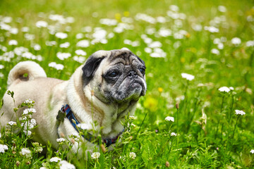 Pug dog playing in summer grass outdoor