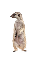 Cute meerkat stands on its hind legs and looks away