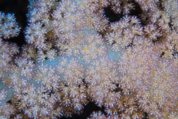 ソフトコーラル