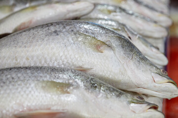 fresh sea bass fish on the market