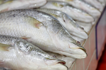 fresh sea bass fish on the market