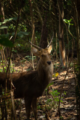 deer in the woods