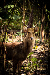 deer in the woods