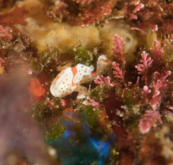 イロカエルアンコウ