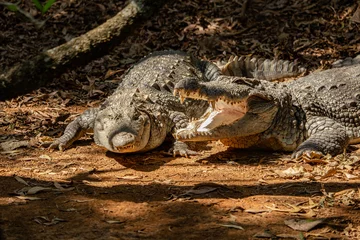 Poster Nile crocodile © Manish