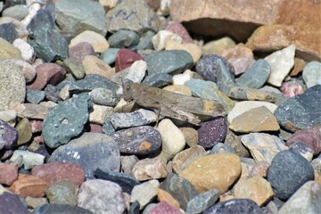 Carolina Grasshopper sitting among small rocks, very well camouflaged. 