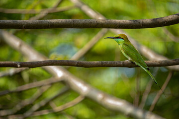 green bee eater on a tree