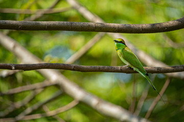 green bee eater on a tree