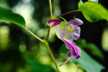 Beauty impatiens psittacina, parrot flower at Doi Luang Chiang Dao mountain, Chiang Mai, Thailand - 481318801