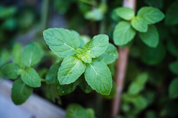 close up of mint