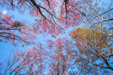 beautiful blossom flower tree in pink color, spring winter season with colorful pink and red flower blooming park
