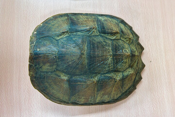 亀の甲羅