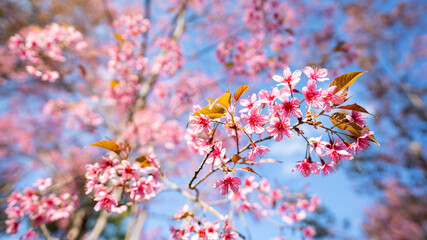 beautiful blossom flower tree in pink color, spring winter season with colorful pink and red flower blooming park