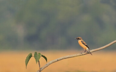 siberian stonechat (saxicola maurus) perching on a branch