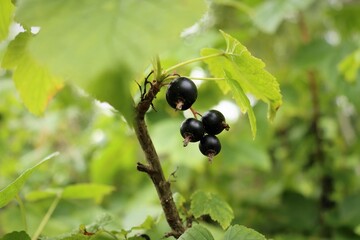 Close-up of blackcurrant berries on a branch. Bottom view.