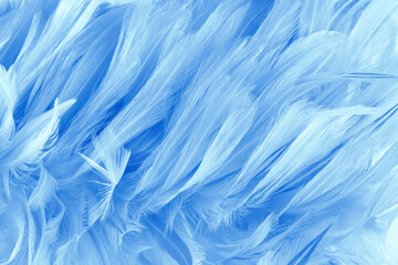 Fototapeta na wymiar Beautiful dark blue bird feathers pattern texture background.