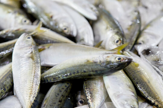 Fresh torpedo scad fish on seafood market