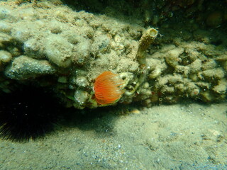 Fototapeta na wymiar Polychaeta Smooth tubeworm or red-spotted horseshoe (Protula tubularia) undersea, Aegean Sea, Greece, Halkidiki