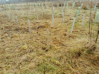 Obraz premium Culture of tree saplings meant for reforestation
