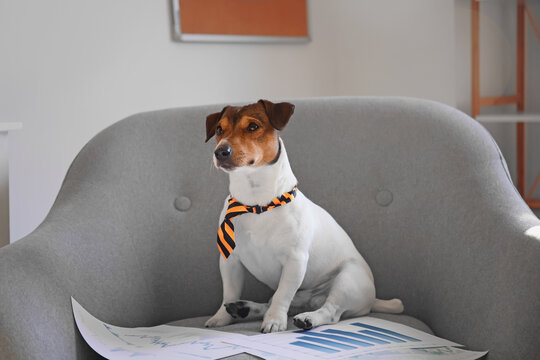 Cute business dog with documents at home
