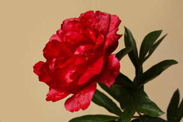 Beautiful red peony isolated on a beige background.