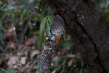 red flanked blue tail in the forest