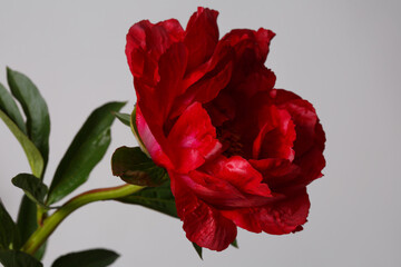 Beautiful red peony isolated on a gray background.