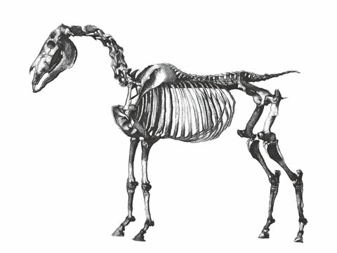 Skeleton of a horse. Line engraving. Doodle sketch. Vintage vector illustration.