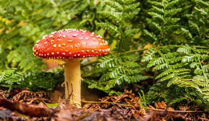 Forest Floor Mushroom
