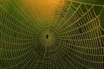 Spider web