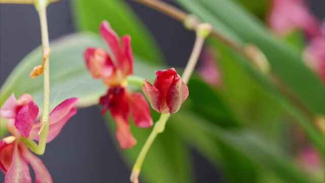 4k time lapse footage of blooming Oncidium flowers, dancing doll orchid or Oncidium Gower Ramsey, beautiful tiny flowers blossom in spring.
