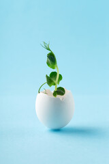 Green sprout in white egg on blue background. Easter minimal concept.