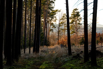 Forest road in Czech countryside.