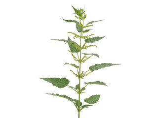 Stinging nettle isolated on white, Urtica dioica