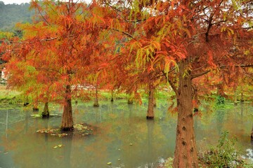 Colorful winter deciduous cypress tree,in the Taiwan.