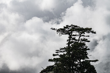 clouds and trees