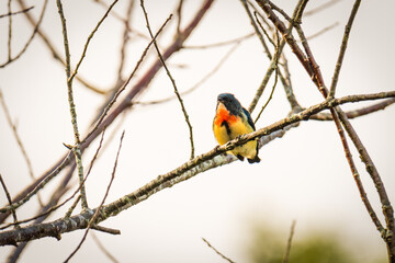 bird on a branch