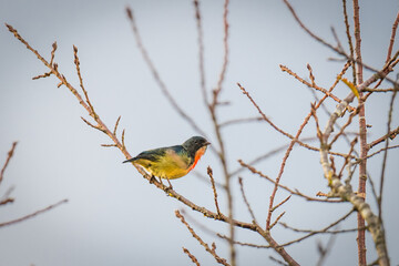 bird on a branch