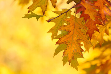 Naklejka na ściany i meble Oak tree with beautiful leaves in autumn botanical park, closeup