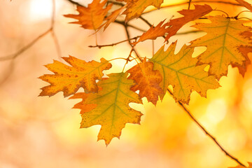 Oak tree with beautiful leaves in autumn botanical park, closeup