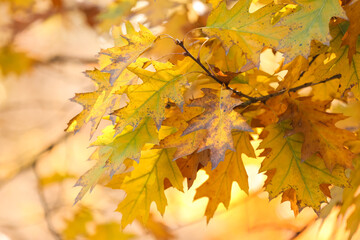 Oak tree branches with autumn leaves in park