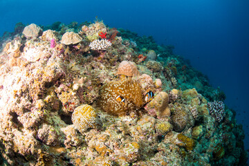 Fototapeta na wymiar 珊瑚　サンゴ礁　クマノミ イソギンチャク