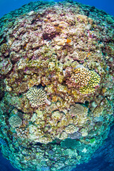 珊瑚　サンゴ礁