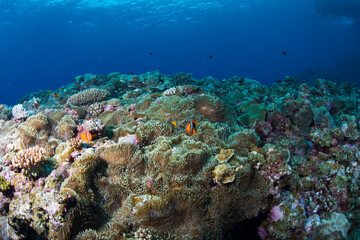 Naklejka na ściany i meble 珊瑚　サンゴ礁　クマノミ イソギンチャク