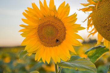 Natural background of sunflower. Flowering of sunflower. Close-up of sunflower. Pollinated by bumblebee