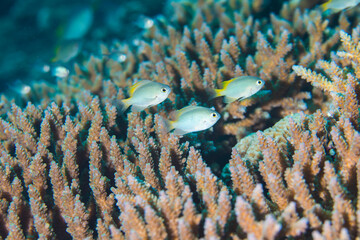 スズメダイ　沖縄　珊瑚