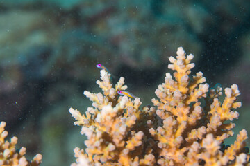 アカメハゼ　珊瑚