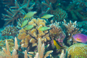 テングカワハギ 